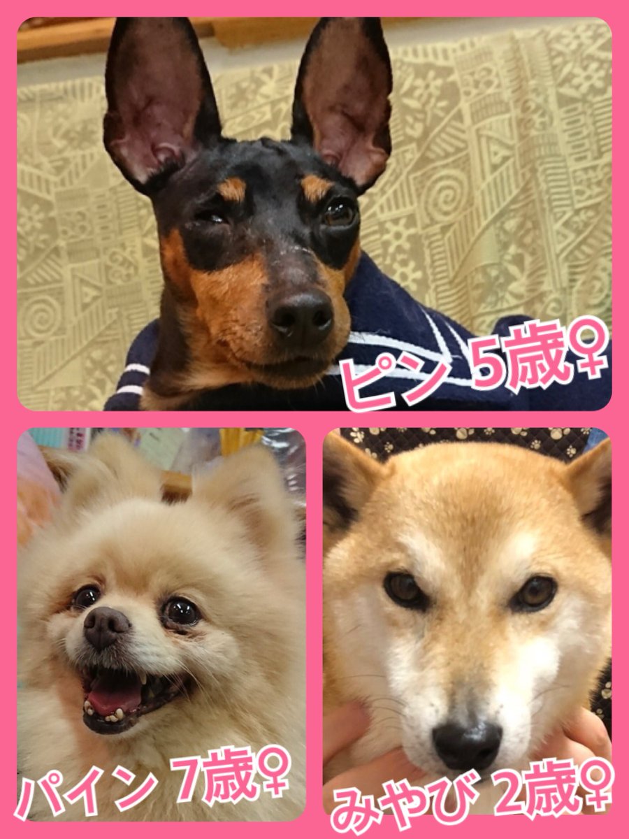 🐾今日の里親様募集中ワンコ🐶メンバーです🐾2019,1,4